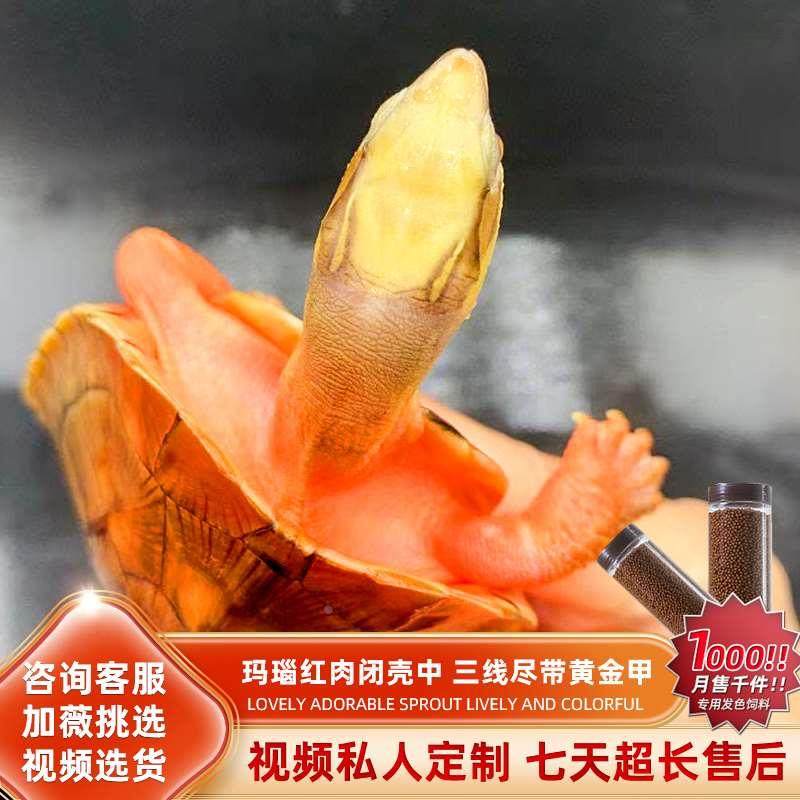 金钱龟活物纯种三线专用缸南石海南黄缘安缘陆地乌龟活体宠物龟,淘宝优惠券,粉丝福利购,淘宝优惠卷