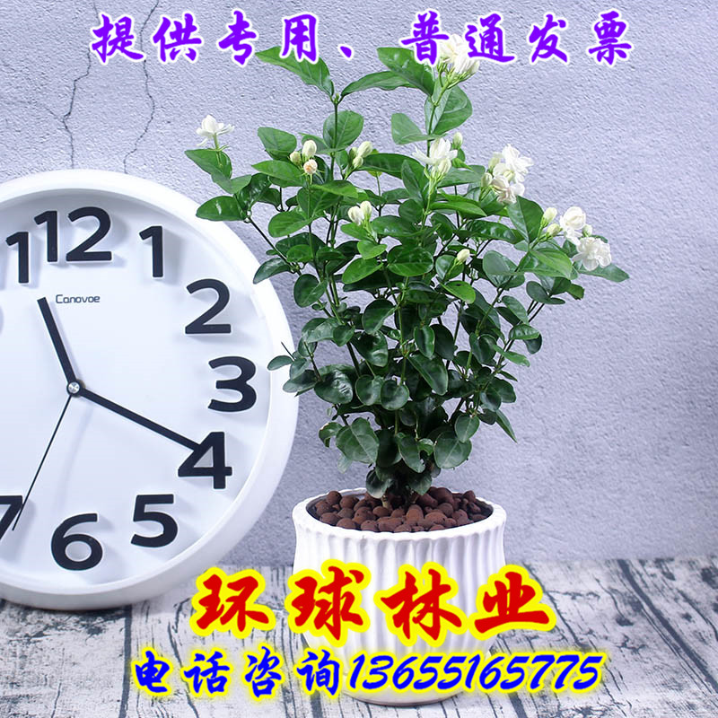 茉莉花盆栽老桩树苗虎头双色茉莉花卉绿植物室内好养浓香四季开花-图0