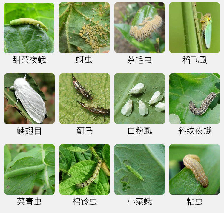 虫螨腈虱螨脲 甲维高氯氟菜青虫钻心虫棉铃虫甘蓝蔬菜农药杀虫剂 - 图1