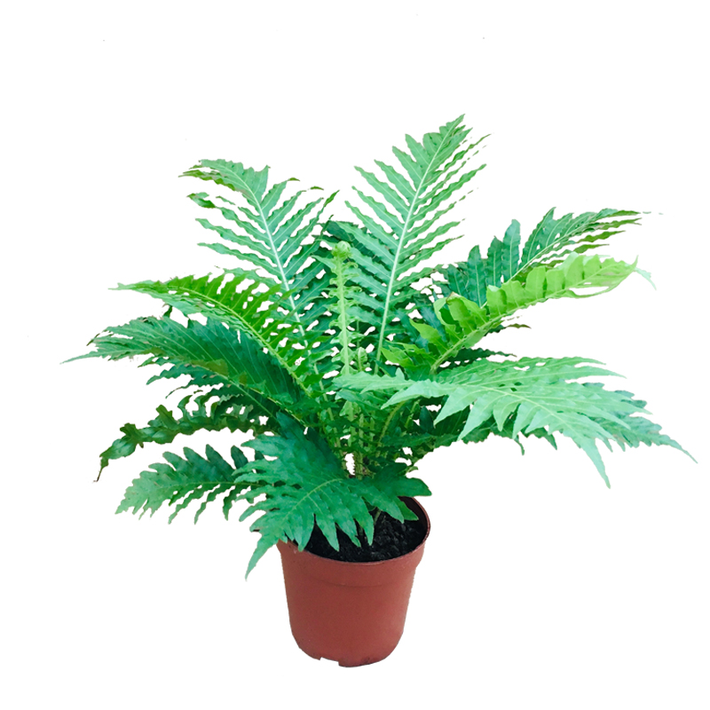 富贵蕨类植物盆栽室内客厅办公室净化空气除甲醛观叶大型绿植盆景 新绿园艺场 淘优券