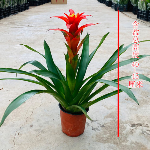 鸿运当头盆栽植物室内大苗红色花卉红星凤梨带花四季开花客厅盆景 - 图0