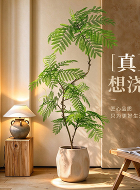 客厅装饰氛围感绿植蓝花楹