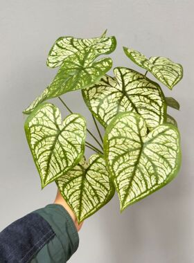 仿真绿植苹果叶芋叶微景观造景地插过胶叶片植物墙景观浮萍叶装饰