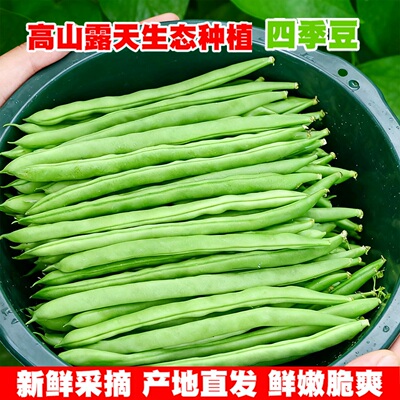 云南高原四季豆露天农家种植