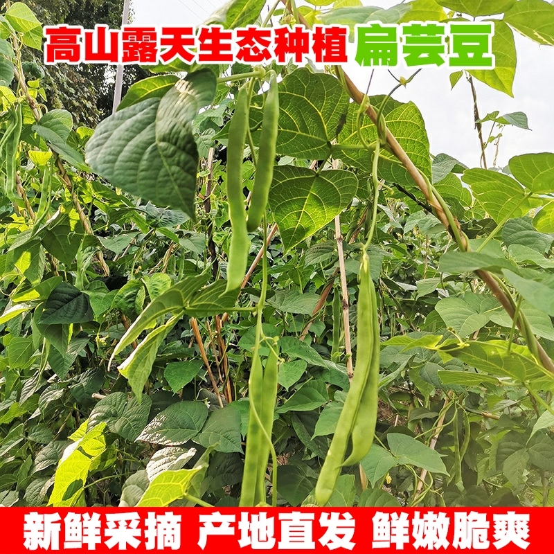 云南【高山扁豆】新鲜现摘长四季豆角农家蔬菜芸豆菜豆当季无筋豆