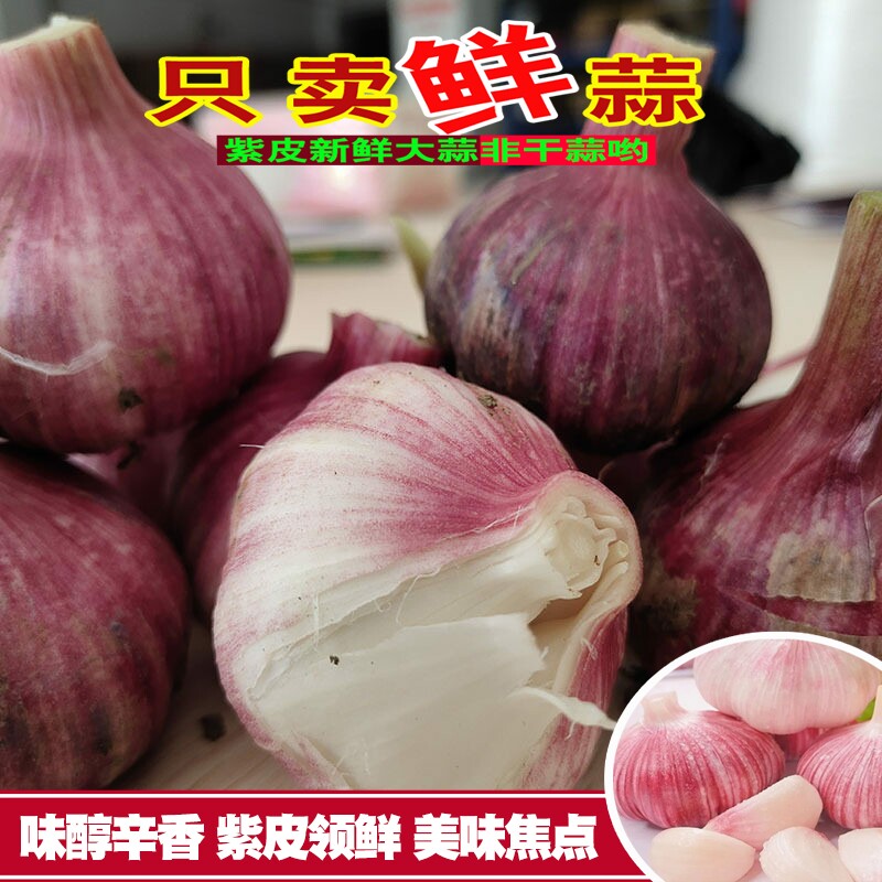 当季云南紫皮大蒜新鲜现挖蒜特大果蒜头农家多瓣蒜糖醋红皮湿大蒜