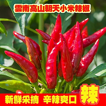 淘金币！云南高山朝天小米椒248g[5元优惠券]-寻折猪