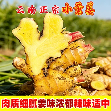 新鲜生姜现挖云南小黄姜[5元优惠券]-寻折猪