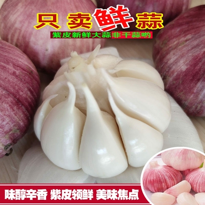 当季云南紫皮大蒜新鲜现挖