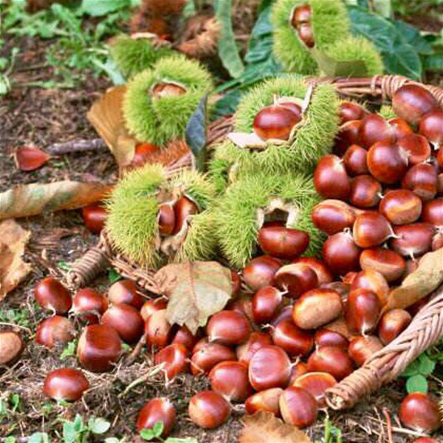 云南野生板栗新鲜现摘农家去刺老树生毛栗子非油栗当季现货2-5斤