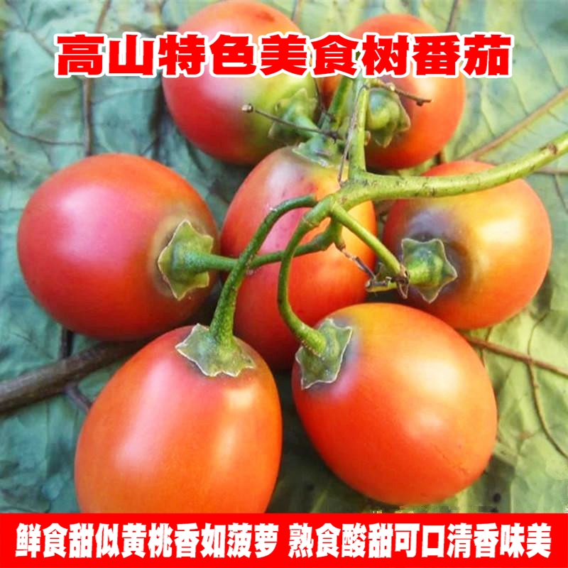 云南洋番茄木本番茄小番茄大树番茄洋酸茄洋蕃茄凉拌火锅酸汤调料
