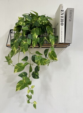 厂家现货 仿真植物绿萝叶藤条 垂吊丝印驱蚊草 墙面装饰地瓜叶