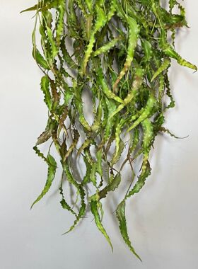 厂家现货 仿真植物扁豆草藤条 手感软胶垂吊绿植 花艺墙面装饰