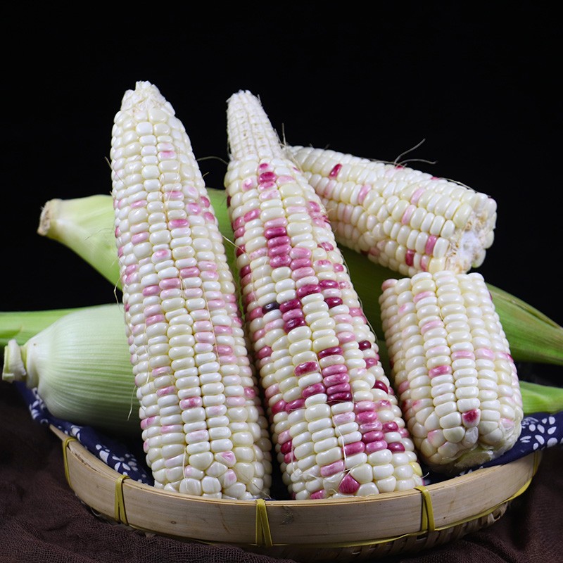 广西特产新鲜现摘粘黏香玉米非转基因农家10斤白花甜糯玉米3/5斤-图3