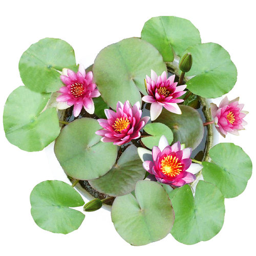 迷你睡莲水培植物四季花卉花盆栽根块观花水生碗莲荷花带花苞好养 - 图0