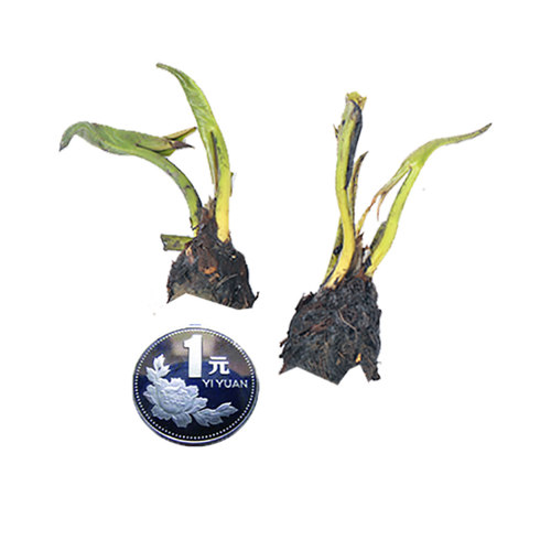 迷你睡莲水培植物四季花卉花盆栽根块观花水生碗莲荷花带花苞好养 - 图2