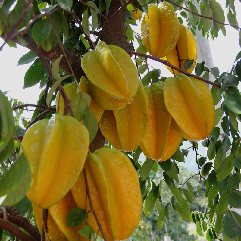 顺丰包邮福建漳州杨桃5斤 新鲜当季水果现摘现发阳桃应季整箱批发,淘宝优惠券,粉丝福利购,淘宝优惠卷