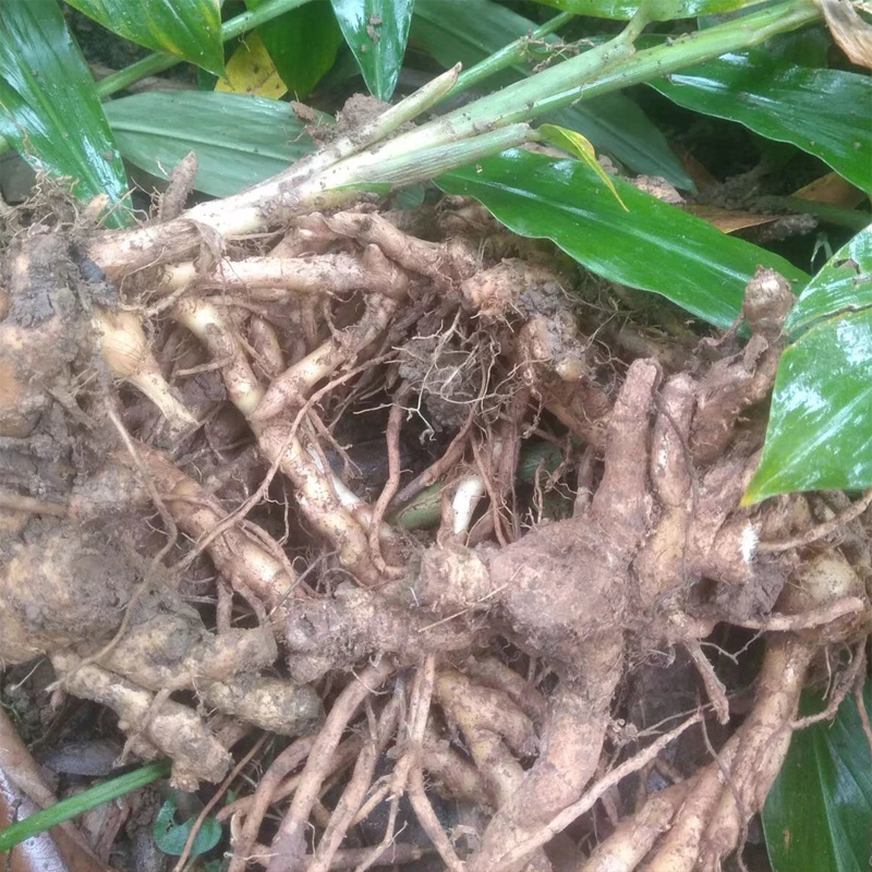 致味洋河姜苗阳荷茗荷洋荷姜种子阳藿山姜莲花姜种阳菏姜种苗带箱