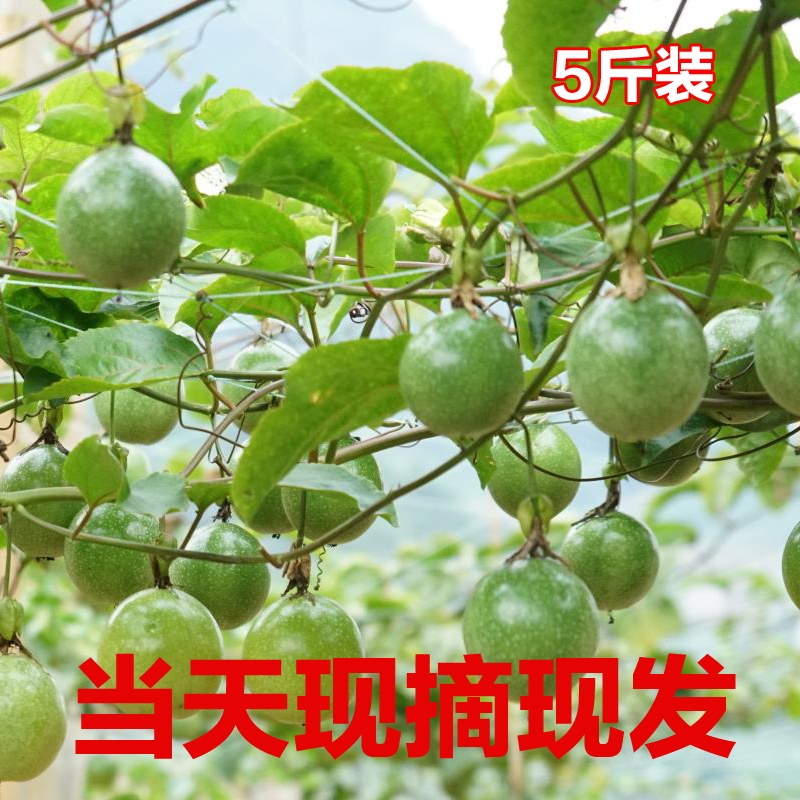 黄金邮一级大果白百香果图片_1