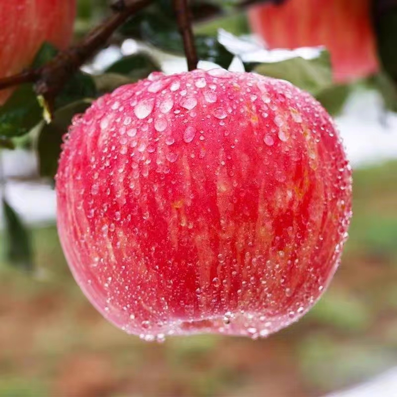 陕西红富士苹果10斤新鲜水果苹果脆甜冰糖心丑苹果整箱5斤时