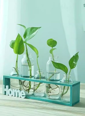 水培植物透明插花创意绿萝玻璃瓶