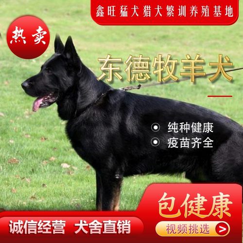 高品质东德牧羊犬纯黑色太极色狼灰色护卫伴侣犬双血统幼犬 - 图0