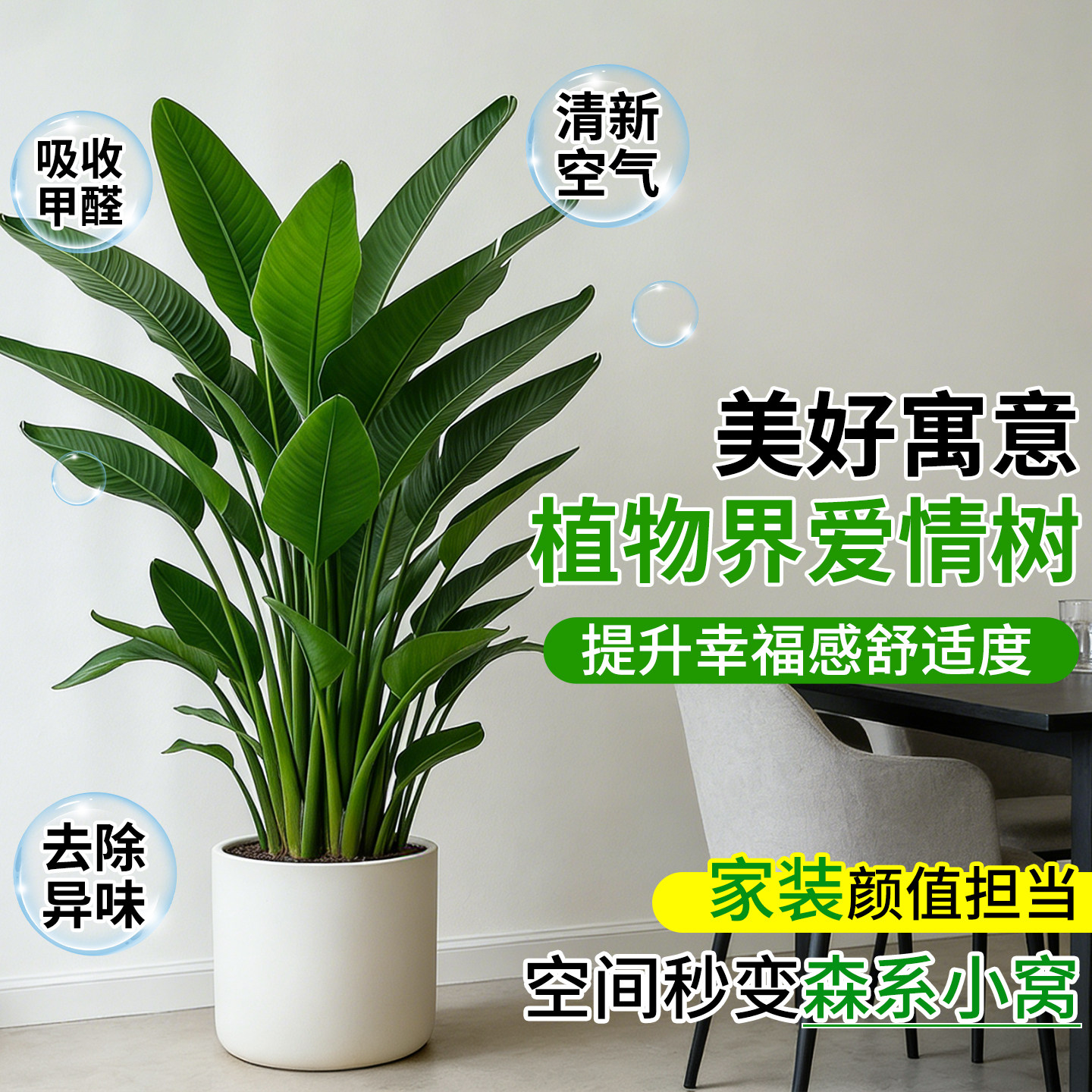 天堂鸟盆栽室内客厅高级感大型绿植办公室大叶植物高端鹤望兰新房,淘宝优惠券,粉丝福利购,淘宝优惠卷