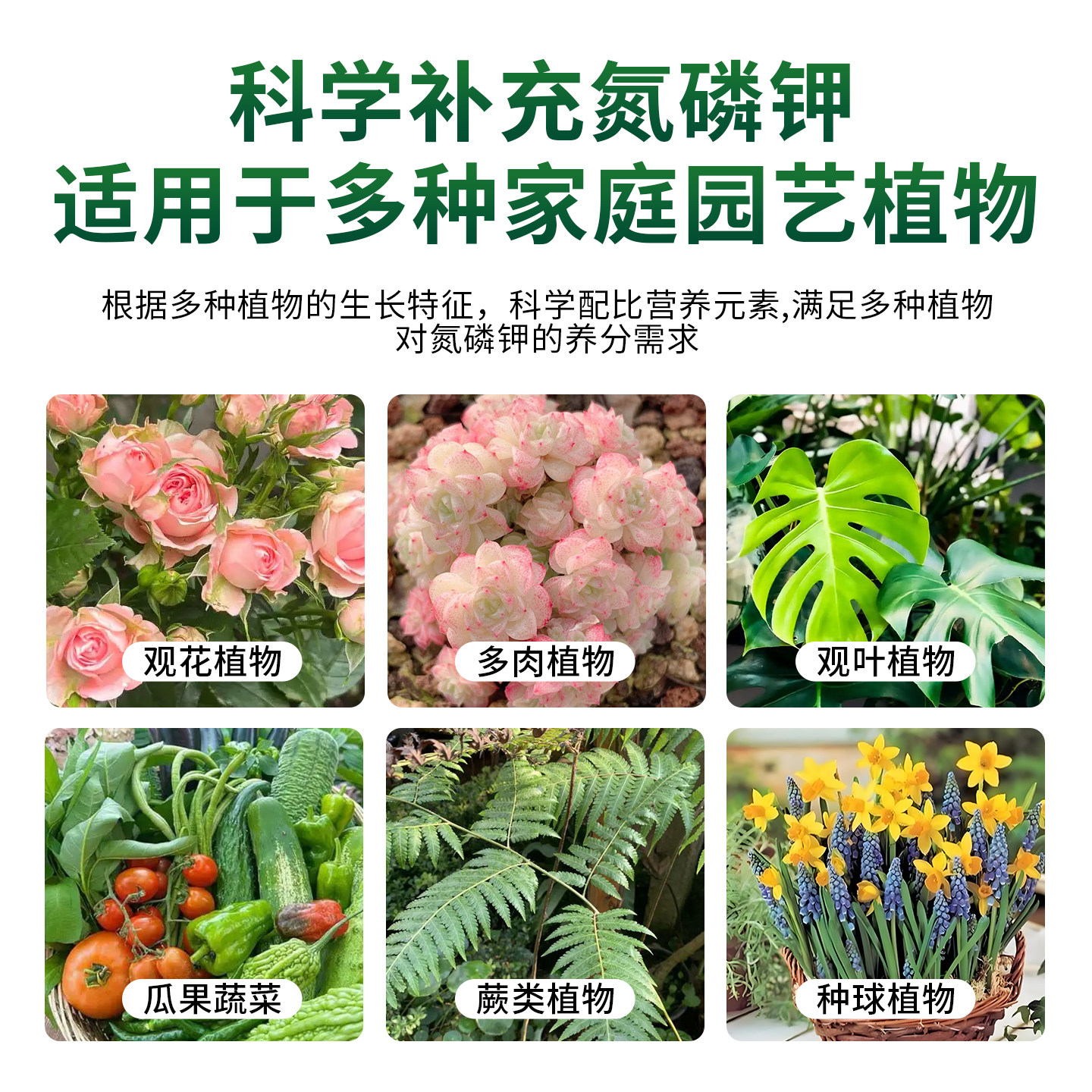 营养液植物通用型绿萝富贵竹发财树多肉水培养花卉绿植盆栽花肥料,淘宝优惠券,粉丝福利购,淘宝优惠卷