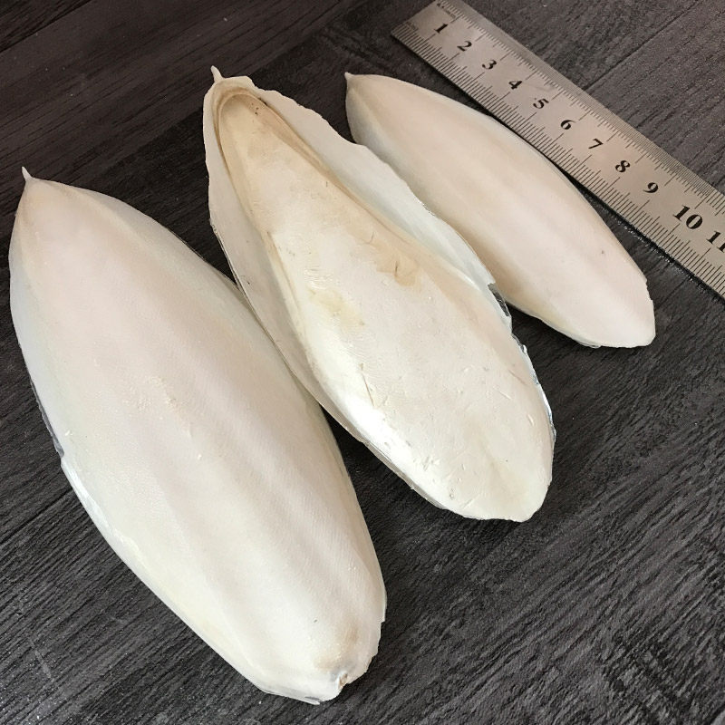 天然墨鱼骨鹦鹉专用宠物鸟用整个海螵蛸虎皮玄风八哥鸽子磨嘴散装,淘宝优惠券,粉丝福利购,淘宝优惠卷