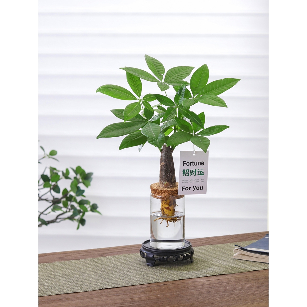 发财树盆栽客厅室内桌面好养懒人水土培植物绿萝净化空气绿植盆景 - 图0