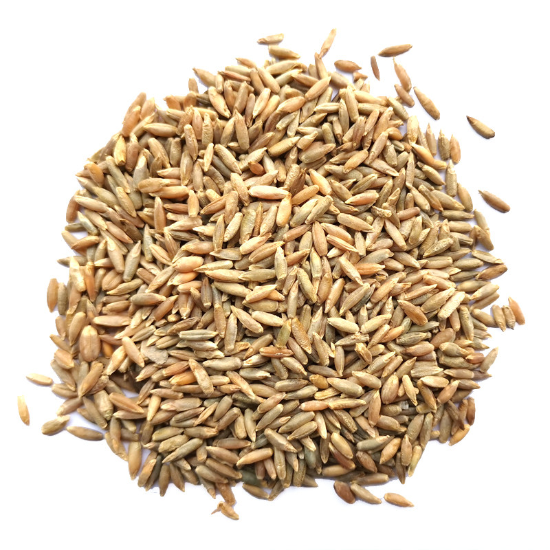 黑麦草牧草种籽四季多年生耐寒鸡鸭鹅兔猪牛羊鱼畜牧养殖猫草种子,淘宝优惠券,粉丝福利购,淘宝优惠卷