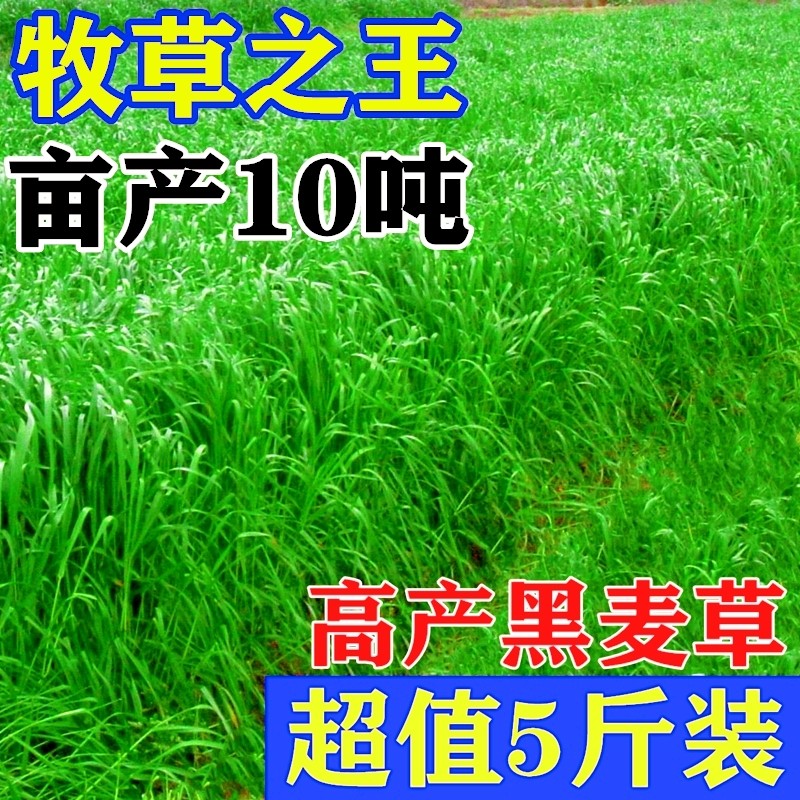 黑麦草牧草种籽四季多年生耐寒鸡鸭鹅兔猪牛羊鱼畜牧养殖猫草种子,淘宝优惠券,粉丝福利购,淘宝优惠卷