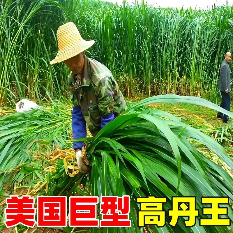 鱼草种籽四季多年生美国高丹王苏丹草养鸡鸭鹅猪牛羊高产牧草种子