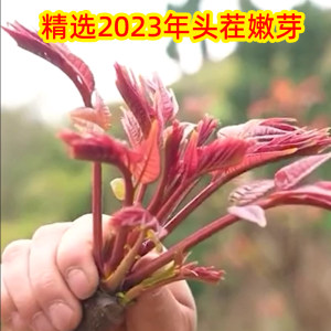 千秋椿香椿酱山东沂蒙山特产官方旗舰店新鲜红油嫩芽香椿芽辣椒酱