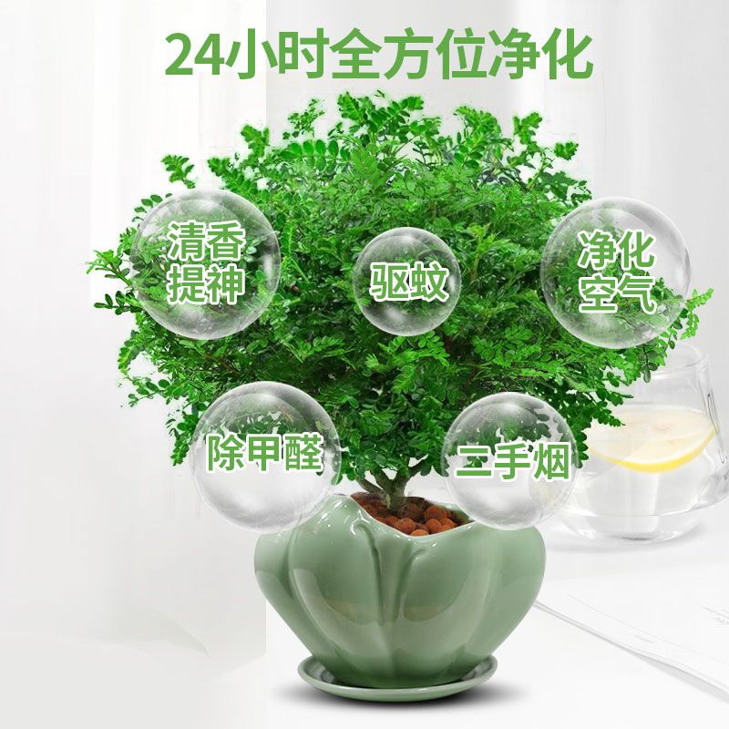 清香木盆栽防驱蚊草胡椒木绿植物四季好养室内花卉九里香树苗盆景 - 图0