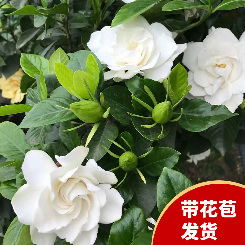 栀子花盆栽带花苞花卉植物室内四季开花阳台水培绿植树苗好养易活 - 图0