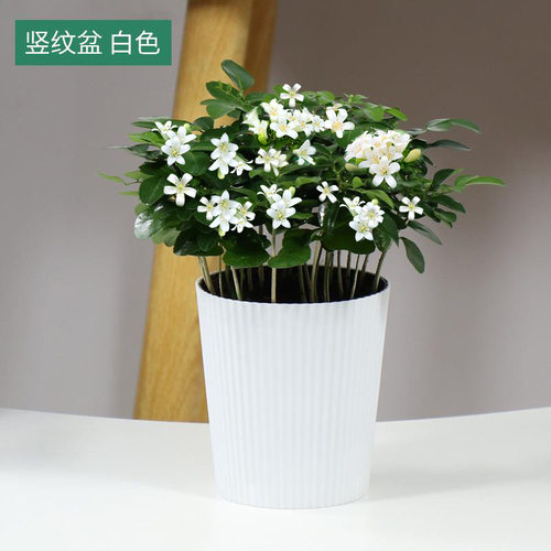 九里香盆栽浓香室内植物花卉带花苞七里香树苗千里眼盆景绿植好养 - 图3