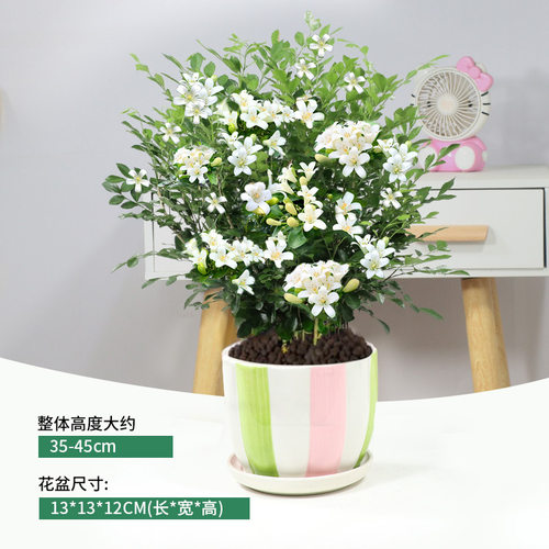 九里香盆栽浓香室内植物花卉带花苞七里香树苗千里眼盆景绿植好养 - 图1