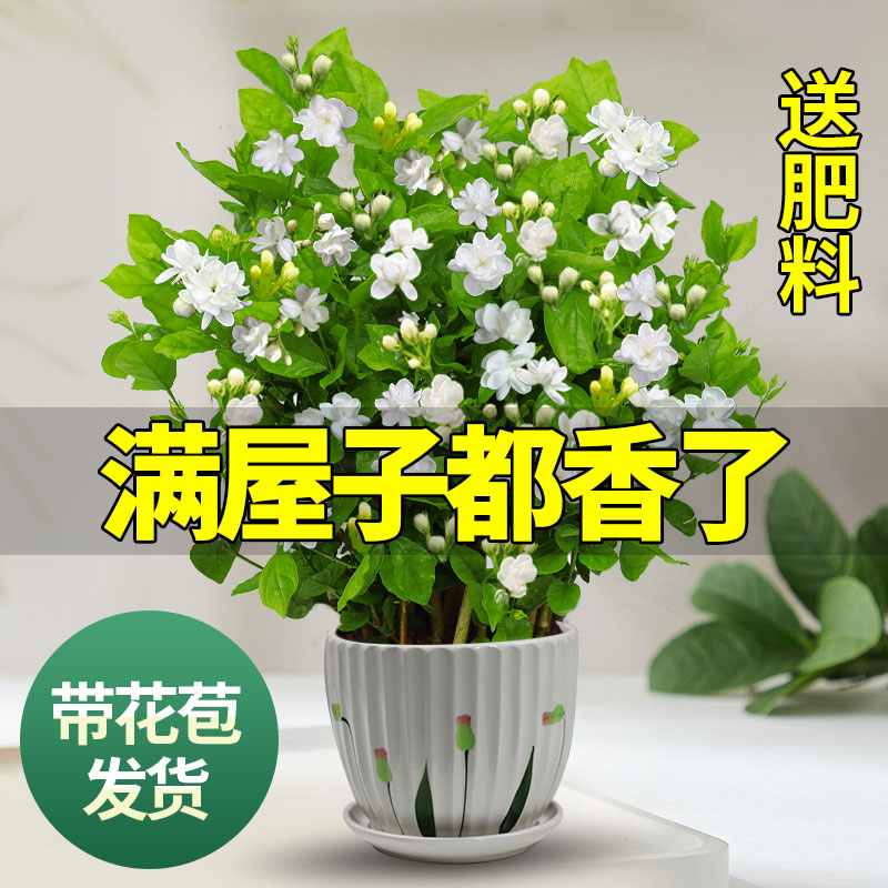 茉莉花苗盆栽带花苞九里香老桩驱蚊花卉植物室内浓香四季开花好养 - 图0