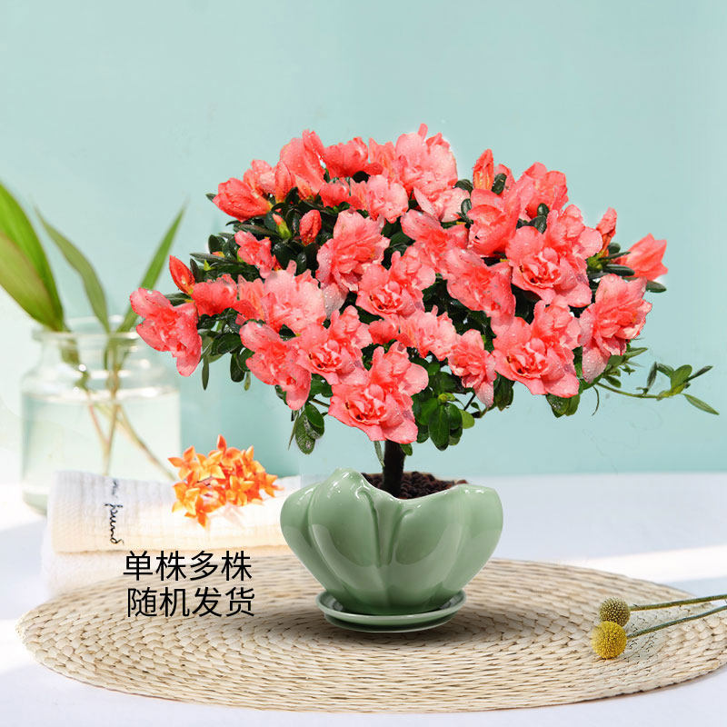杜鹃花盆栽带花苞大棵苗观花植物室内外阳台花卉绿植好养活四季开