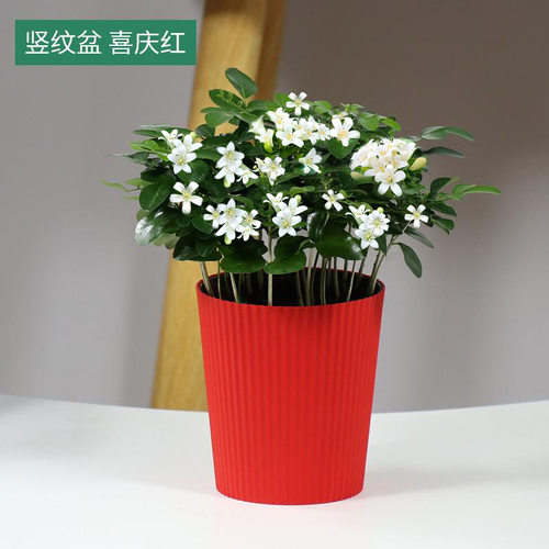 九里香盆栽浓香室内植物花卉带花苞七里香树苗千里眼盆景绿植好养 - 图2