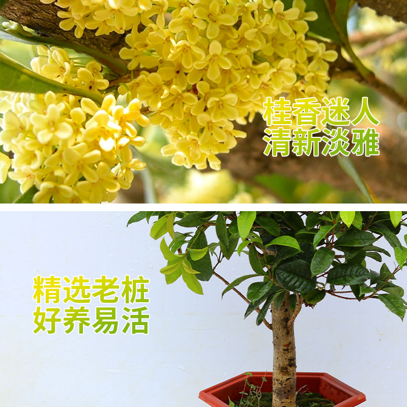 四季桂花树苗盆栽花卉庭院金桂浓香型天香台阁盆景植物室内外地栽-图1