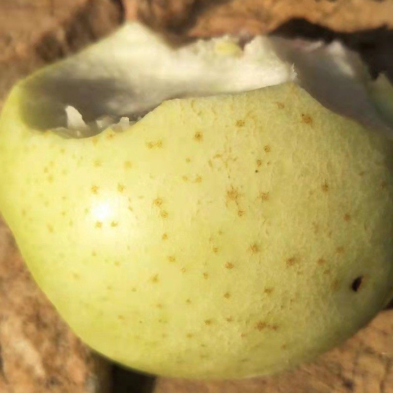 正宗大连王林苹果现摘脆甜新鲜应季青苹果青森酸绿水果5斤包邮,淘宝优惠券,粉丝福利购,淘宝优惠卷