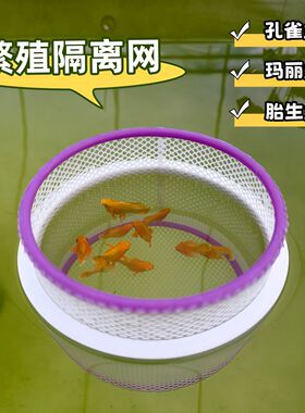 鱼缸内隔离网鱼繁殖孔雀
