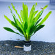 Large leaf green nine-crown lazy aquatic plant fish tank landscaping