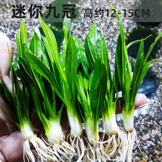 Large leaf green nine-crown lazy aquatic plant fish tank landscaping