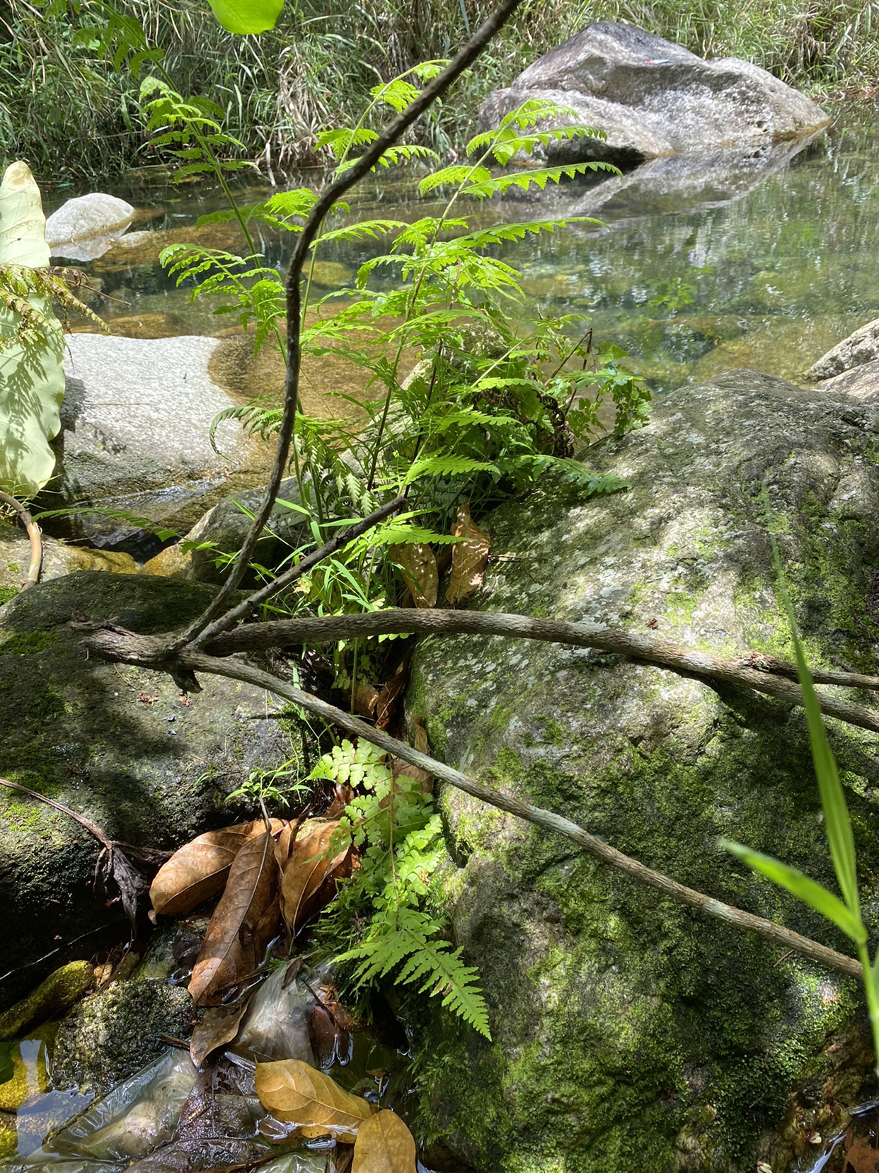 鱼缸原生缸造景石菖蒲龟缸鱼池庭院假山装饰大型水草水生挺水植物-图3