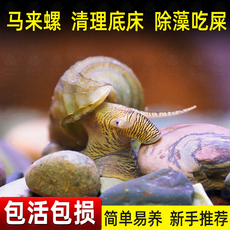 马来螺淡水观赏螺苹果螺鱼缸除藻清洁翻砂工具螺吃残食淡水螺活体 - 图2