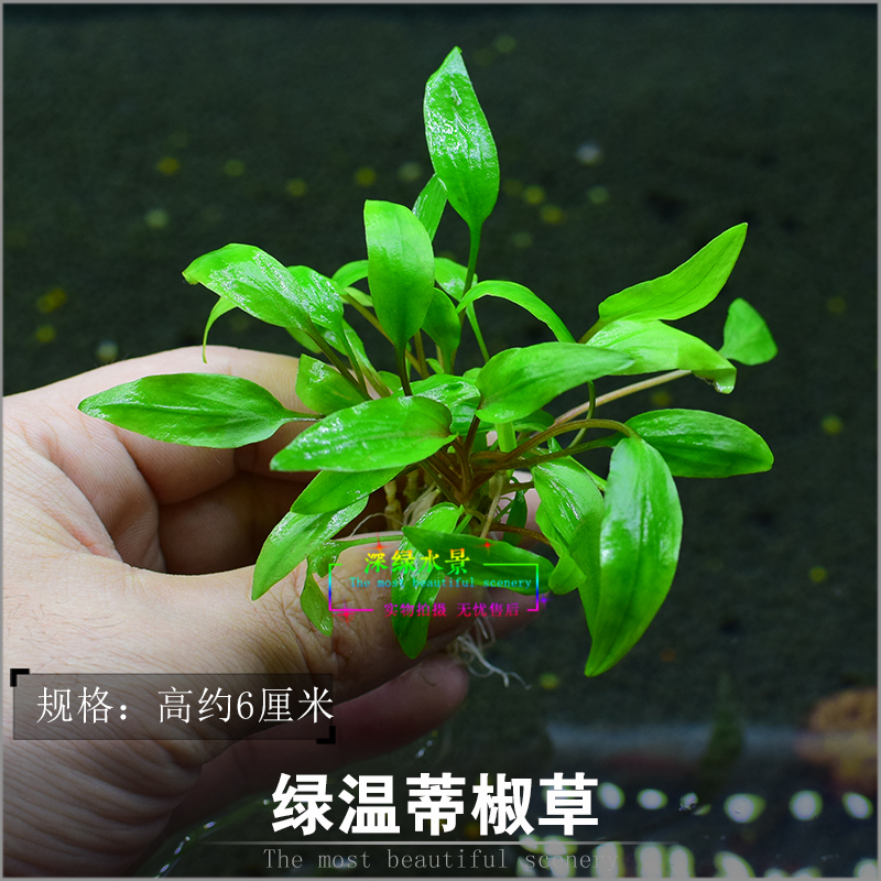 迷你水兰水草苦草椒草原生溪流鱼缸造景套餐懒人阴性水下淡水植物_虎窝淘