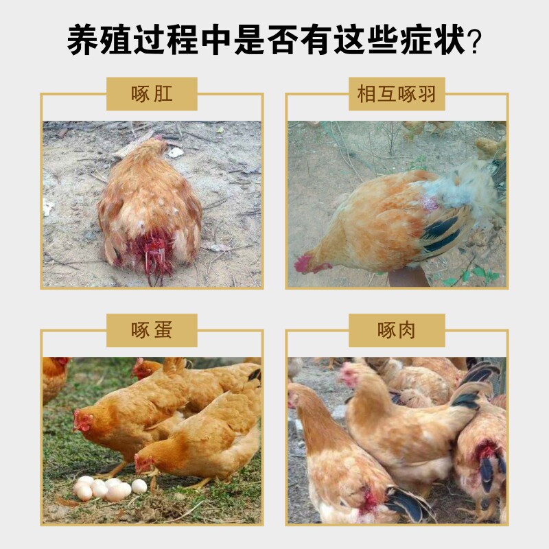 白云牧港禽用鸡药啄羽维生素咬尾咬耳猪啄羽灵防啄肛止啄止咬灵停_虎窝淘